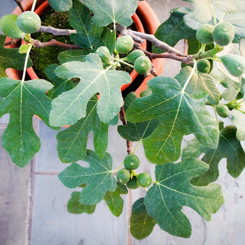 Fignomenal Fig Tree - Indoor Potted Ficus Lyrata 2