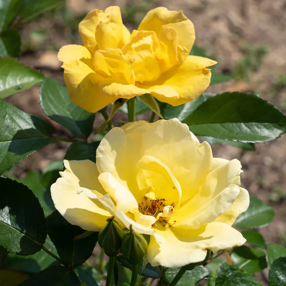 Easy Bee-zy Knock Out® Rose Tree - Standard Flowering Shrub 4