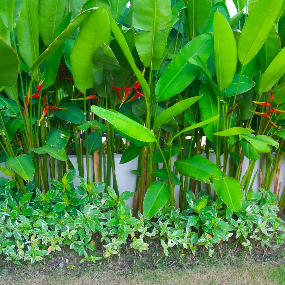 Lobster Claw Plant (Heliconia rostrata) Tropical Indoor Specimen 3