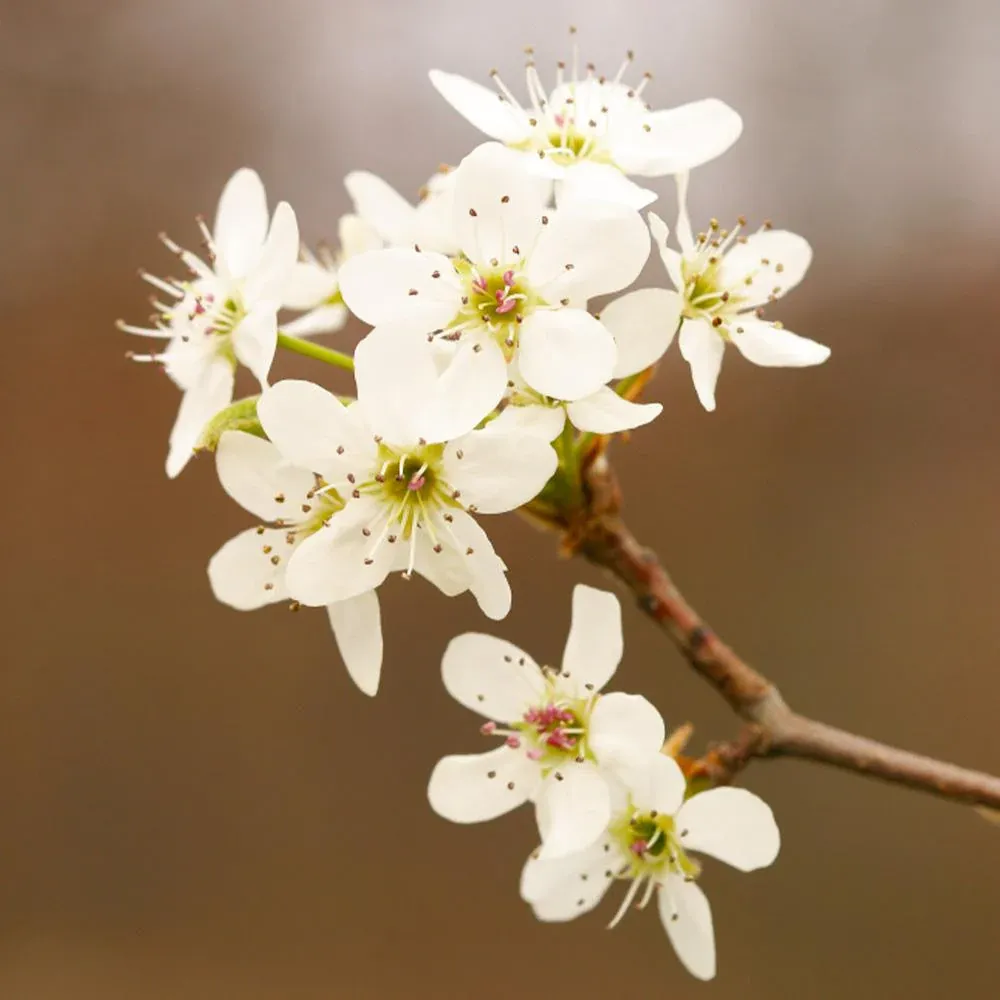 Golden Delicious Apple Tree - Self-Fertile Fruit Bearing Sapling 3