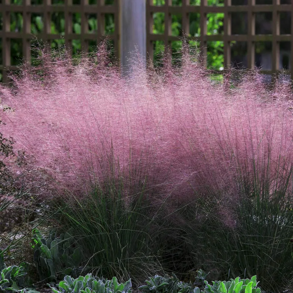 Pink Muhly Grass (Muhlenbergia capillaris) Ornamental Perennial Seeds