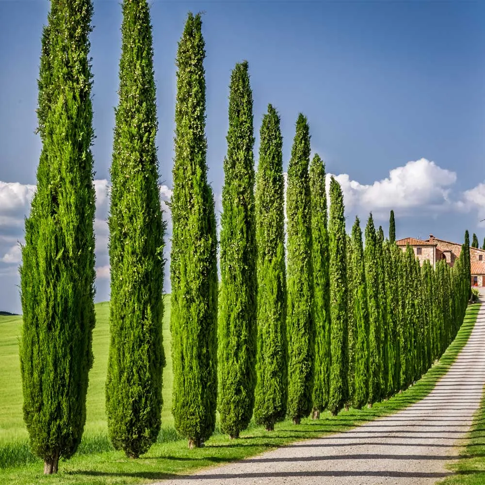 Italian Cypress (Cupressus sempervirens) - Tall Columnar Evergreen for California Landscapes 1