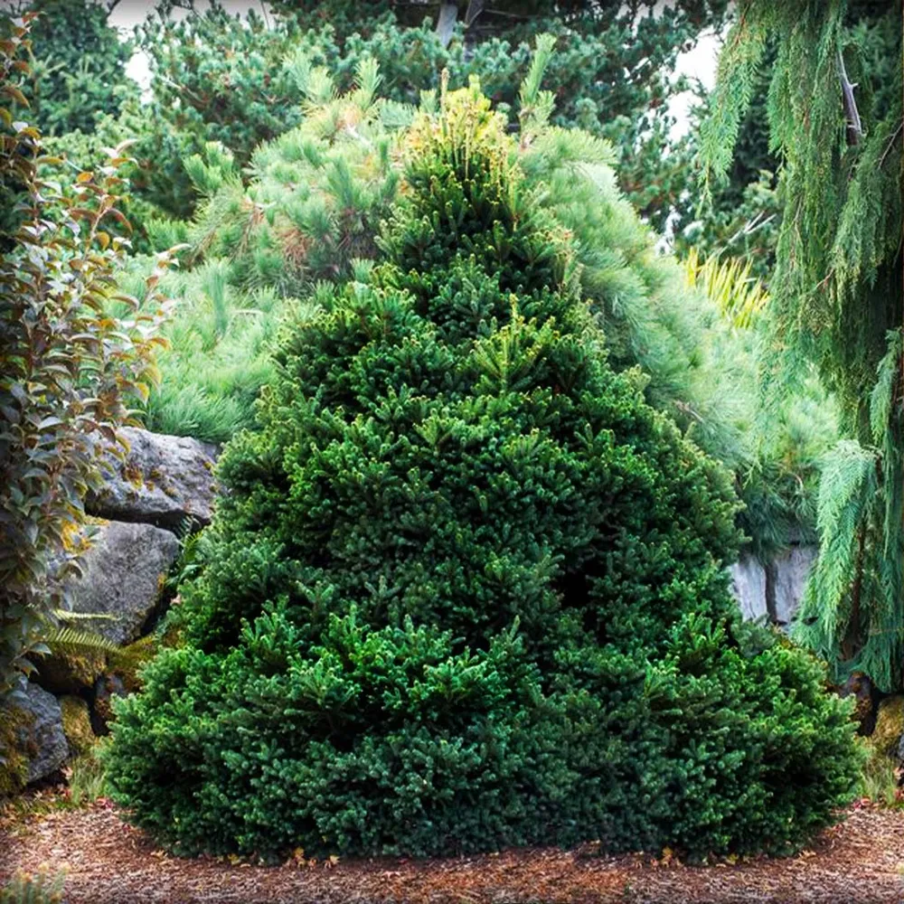 Little Dipper Alberta Spruce Tree - Compact Evergreen Conifer