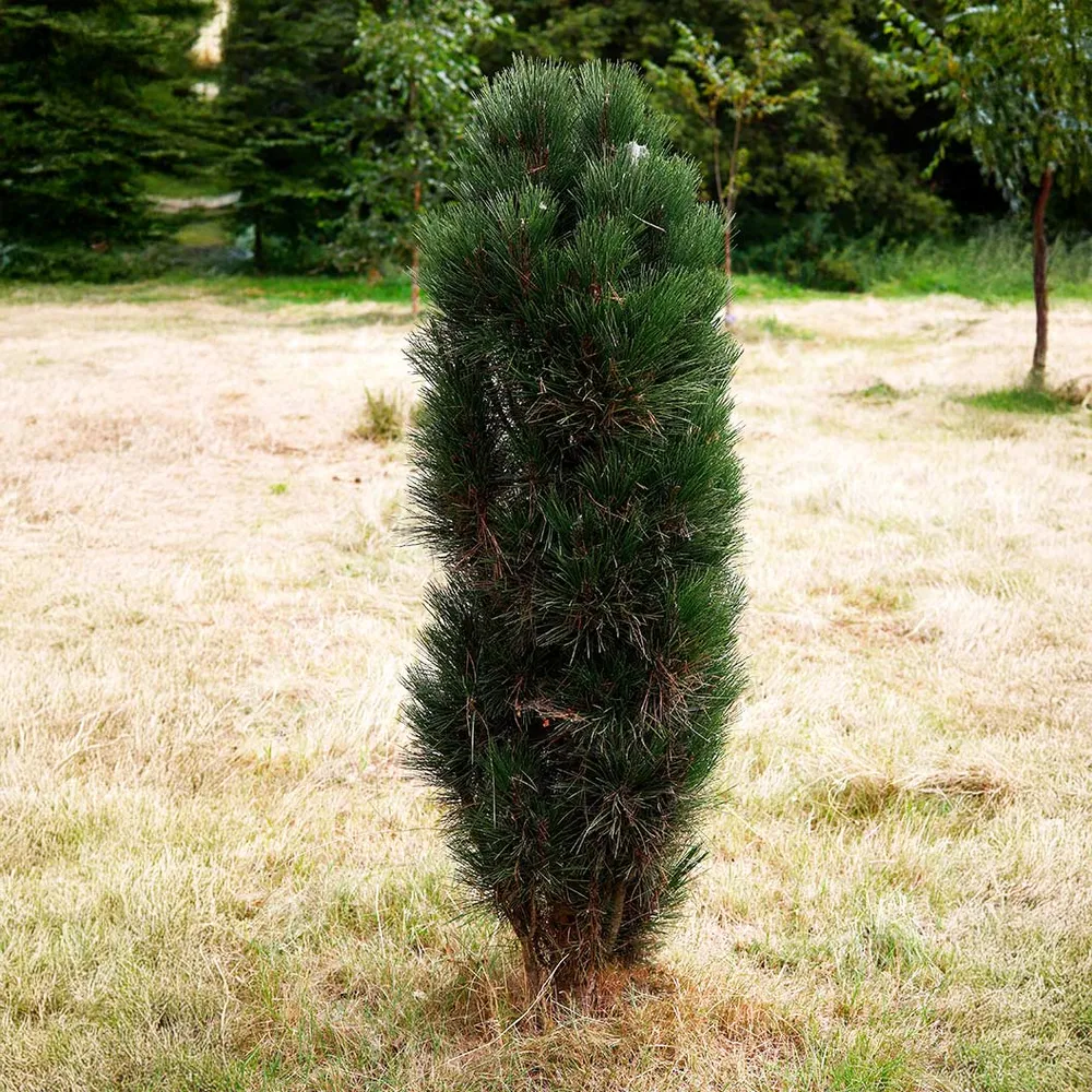 Green Tower Austrian Pine Tree - Realistic Artificial Holiday Decor 1