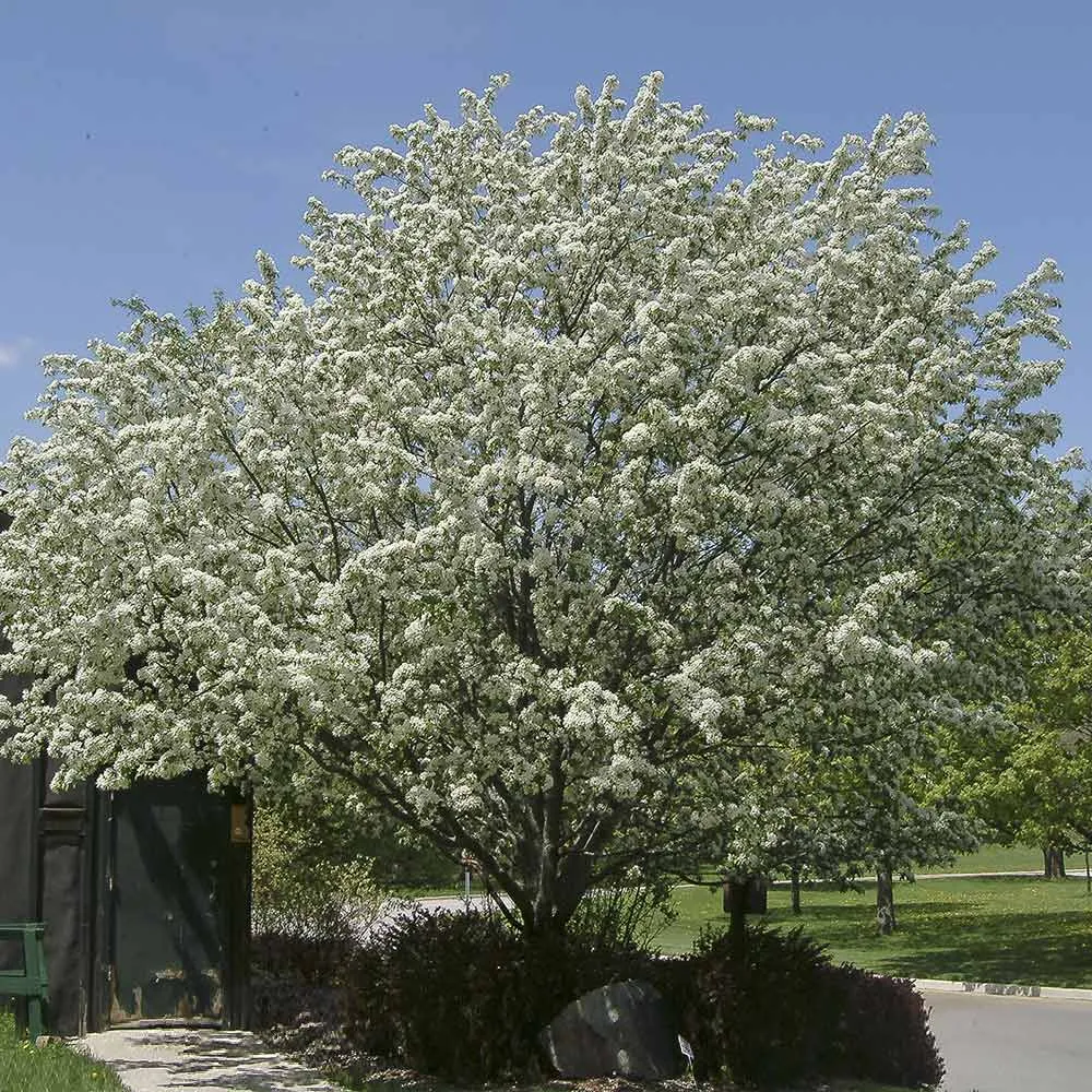 Spring Snow Flowering Crabapple Tree - Sterile Ornamental Landscape Tree 1