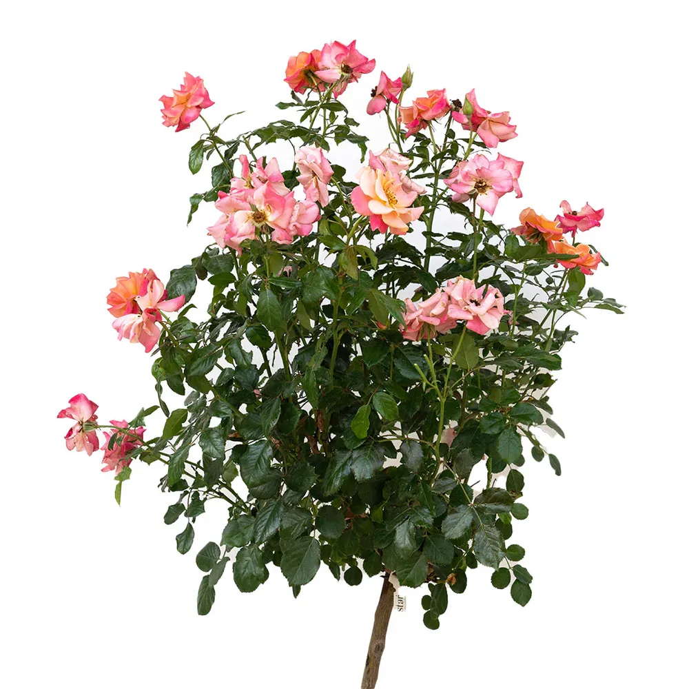 Polynesian Punch Rose Tree - Ornamental Flowering Standard Rose 2