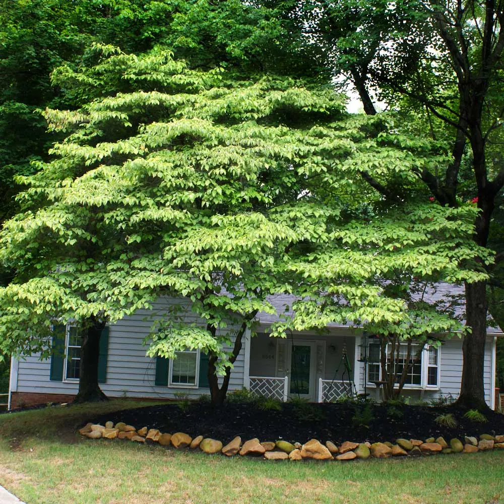 White Kousa Dogwood (Cornus kousa) Flowering Deciduous Tree 4
