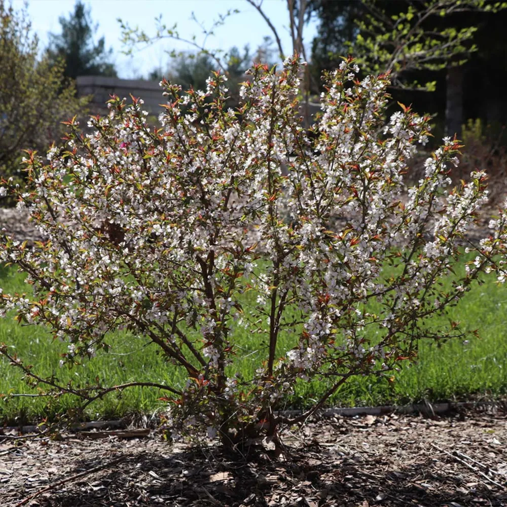 Proven Winners® Easy As Pie™ Cherry Bush - Compact Fruit-Bearing Shrub 1