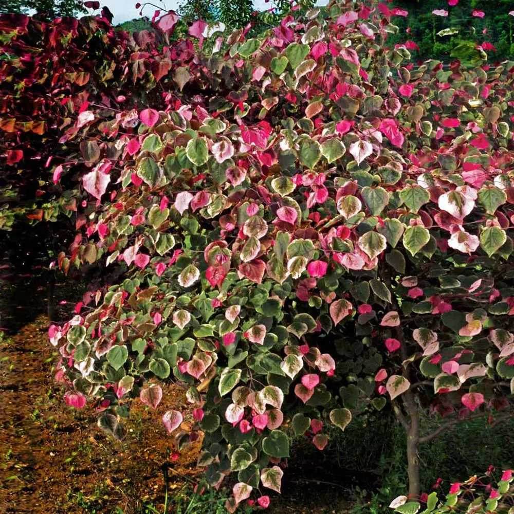 Carolina Sweetheart Redbud Tree - Cercis canadensis Ornamental Flowering Tree 1