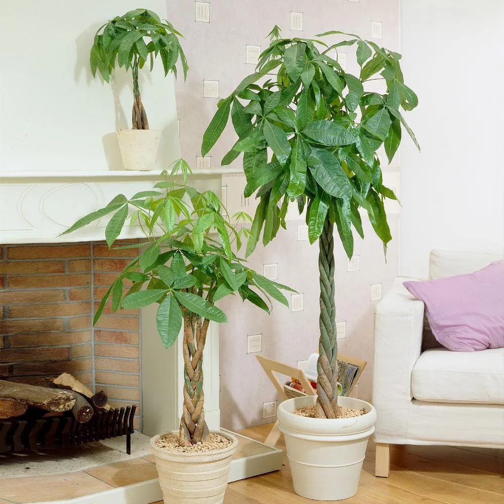 Money Tree Plant - Braided Pachira Aquatica Indoor Potted Houseplant