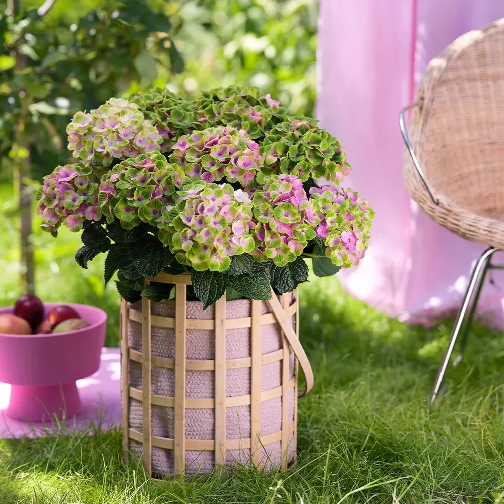 Hydrangea Magical® 'Amethyst' Deciduous Flowering Shrub