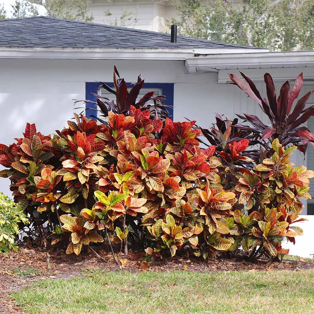 Croton 'Petra' Variegated Tropical Indoor Houseplant 2