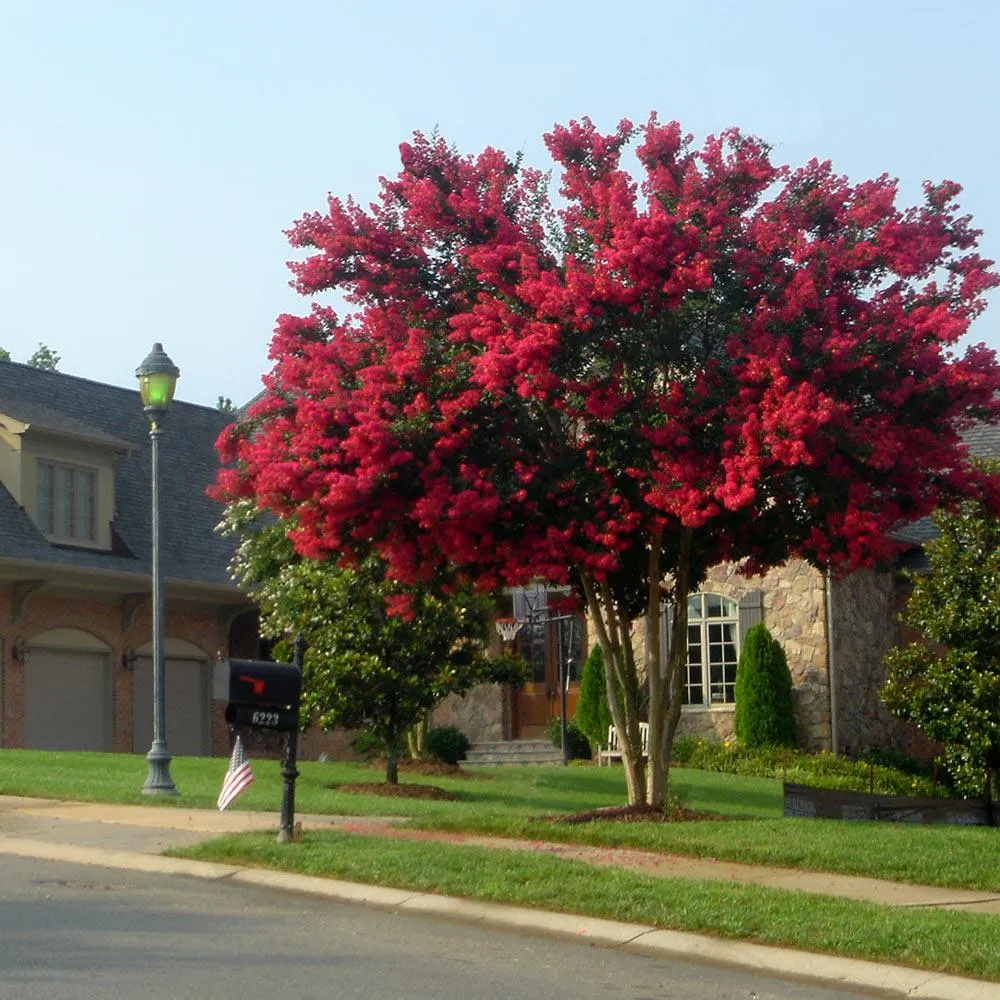 Dynamite Crape Myrtle (Lagerstroemia indica) - Vibrant Red Flowering Ornamental Tree 1