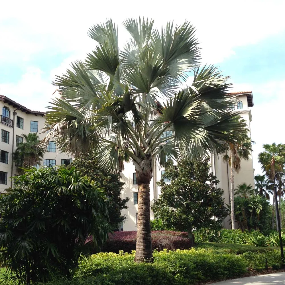 Bismarck Palm Tree (Bismarckia nobilis) - Majestic Silver-Blue Ornamental Palm 1