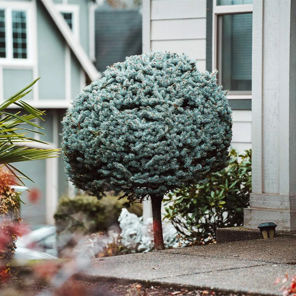Dwarf Globe Blue Spruce Tree (Picea pungens 'Globosa') 1