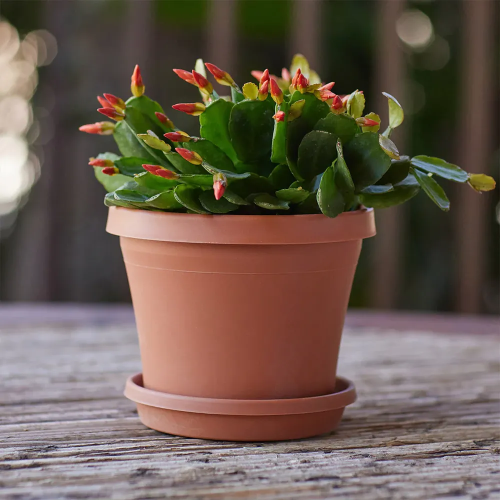 Bloem Terra Planter in Terra Cotta - Durable Indoor and Outdoor Garden Pot 4
