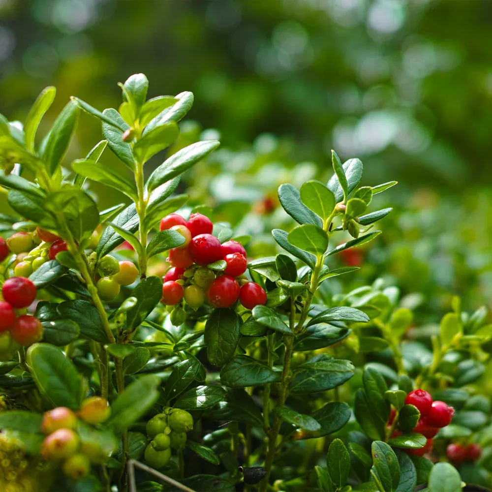 Stevens Cranberry Bush - Vaccinium macrocarpon Fruit-Bearing Shrub 2