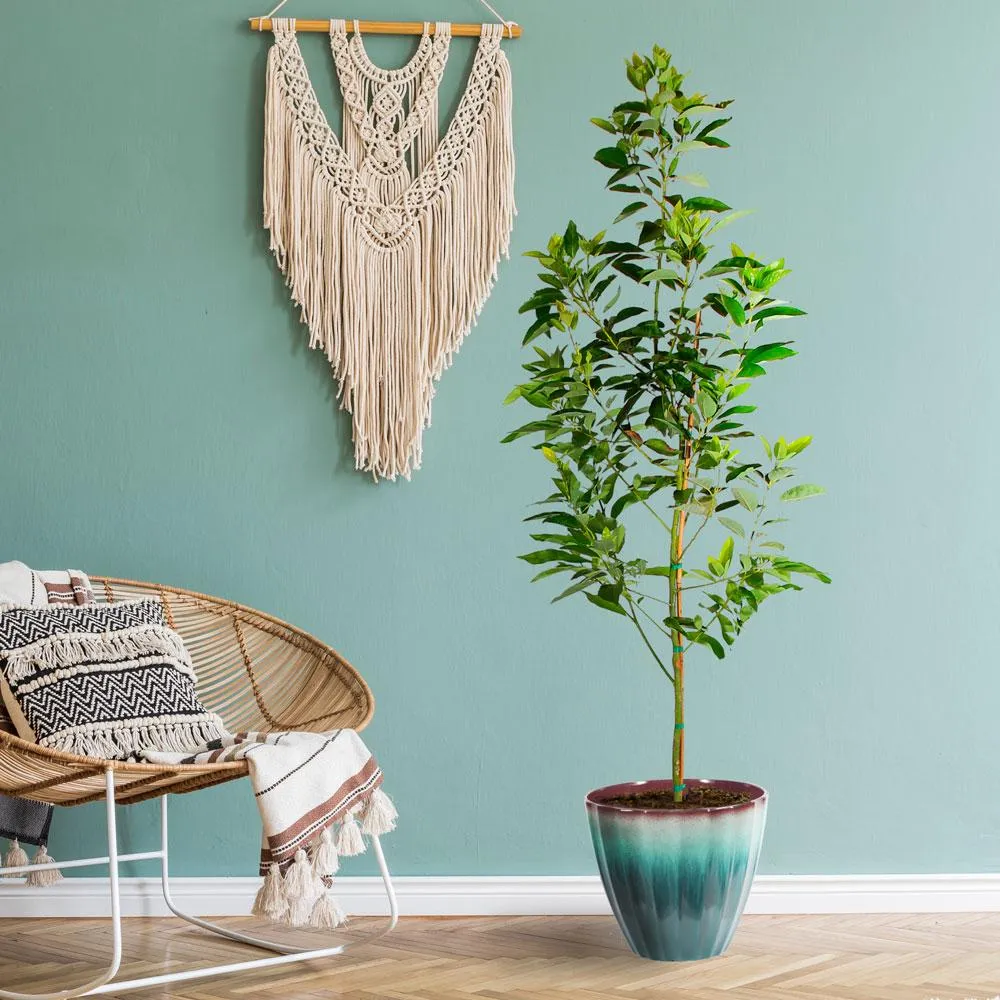 Cold Hardy Avocado Tree - Frost Resistant Evergreen Fruit Tree