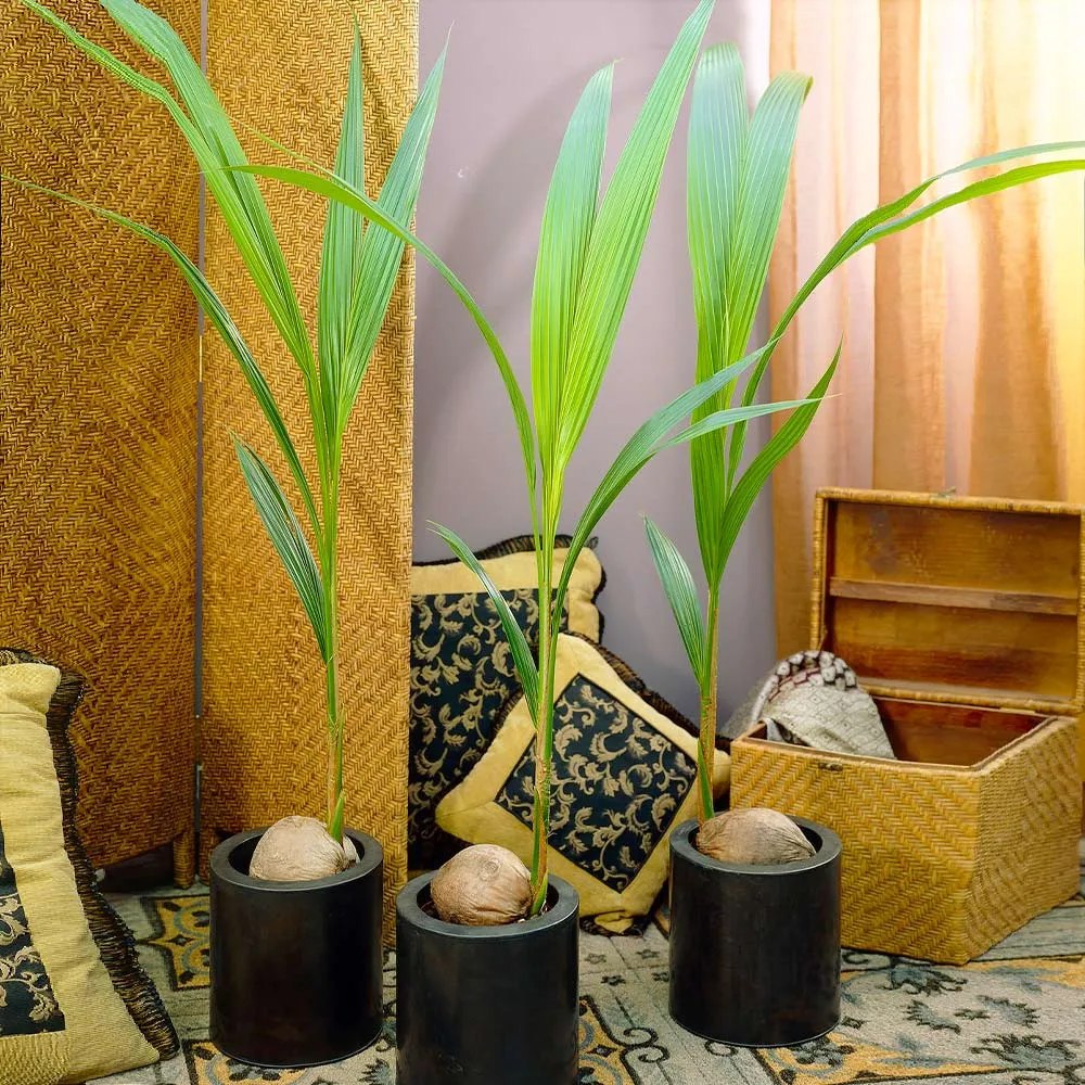 Artificial Coconut Palm Tree - Realistic Tropical Decorative Plant for Home and Event Decor 2