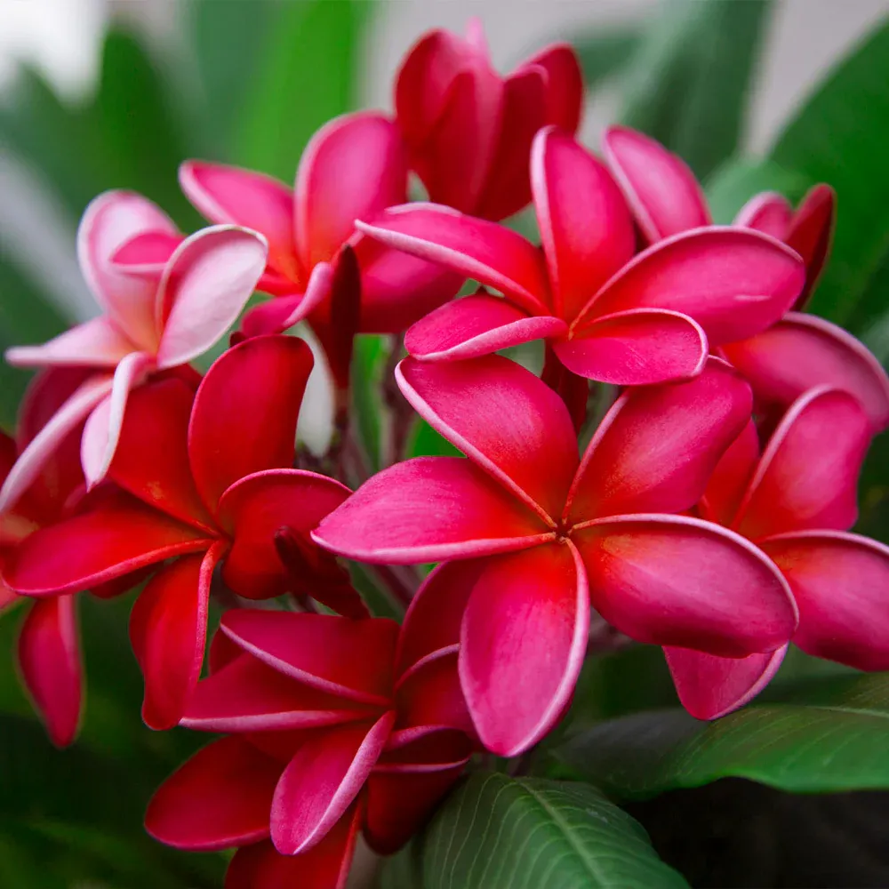 Plumeria Decorative Floral Accent Piece 3
