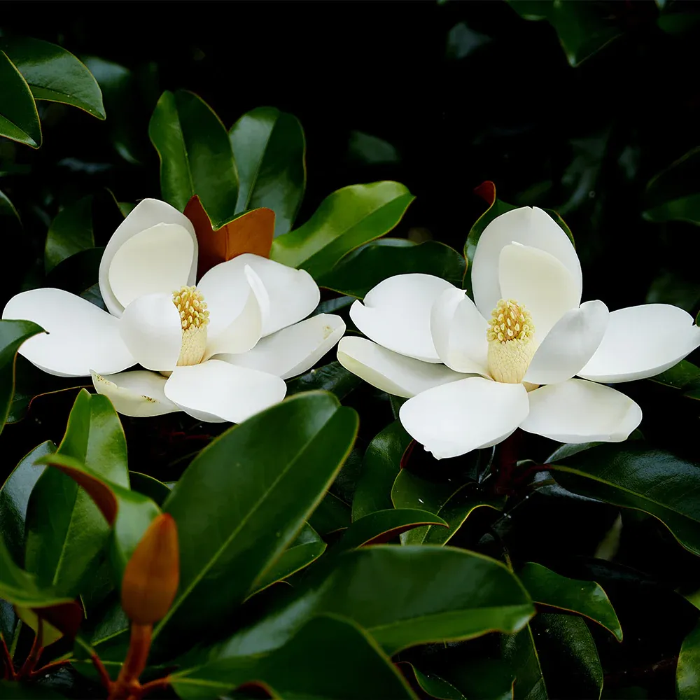 Edith Bogue Magnolia Grandiflora Evergreen Flowering Tree