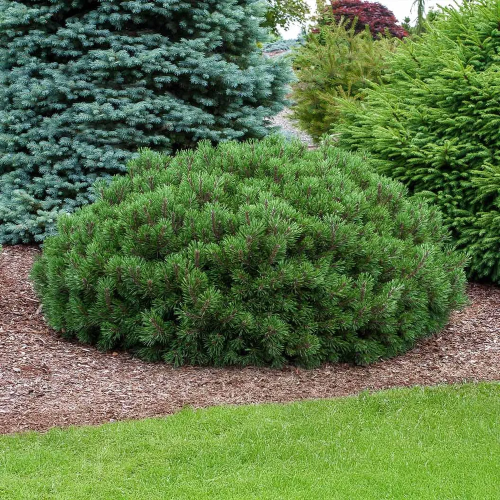 Slowmound Mugo Pine Shrub - Compact Dwarf Evergreen Conifer