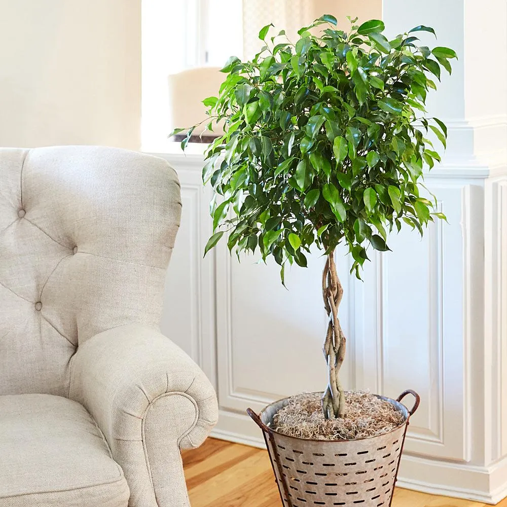 Braided Benjamina Ficus Tree - Decorative Indoor Fig Plant 1
