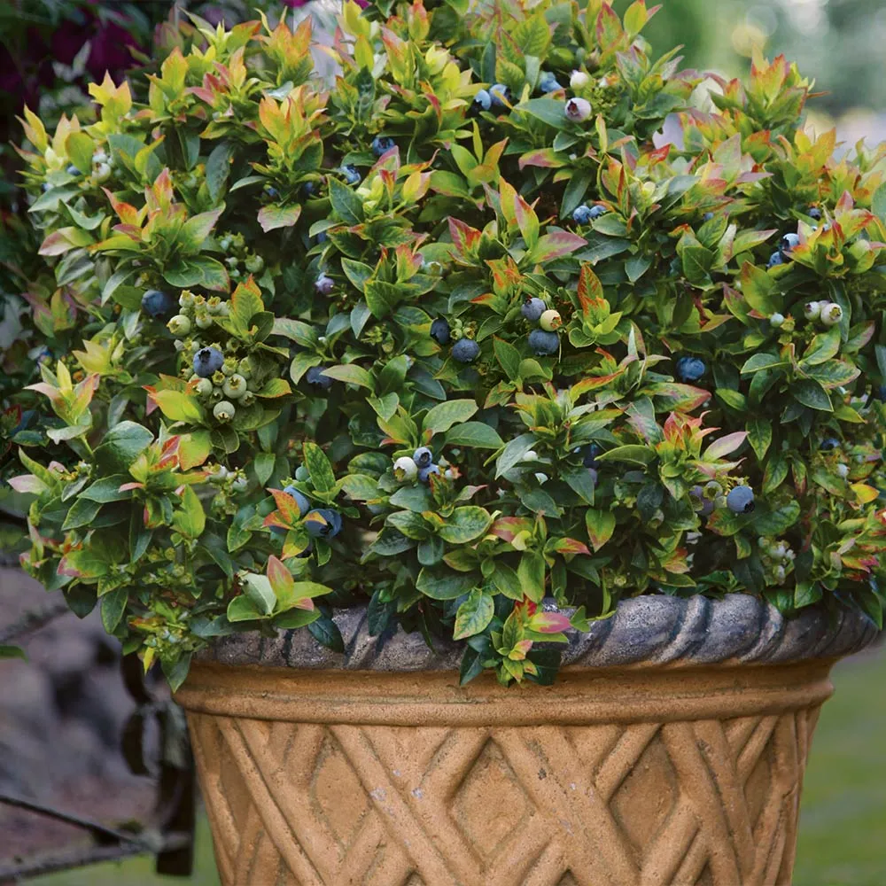 Bushel and Berry® Jelly Bean® Blueberry Bush - Compact Dwarf Fruit Shrub 2