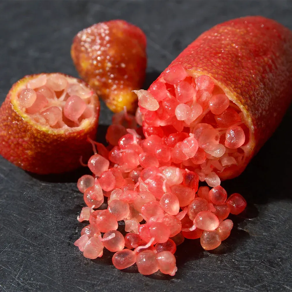 Red Finger Lime (Citrus australasica) Exotic Citrus Fruit