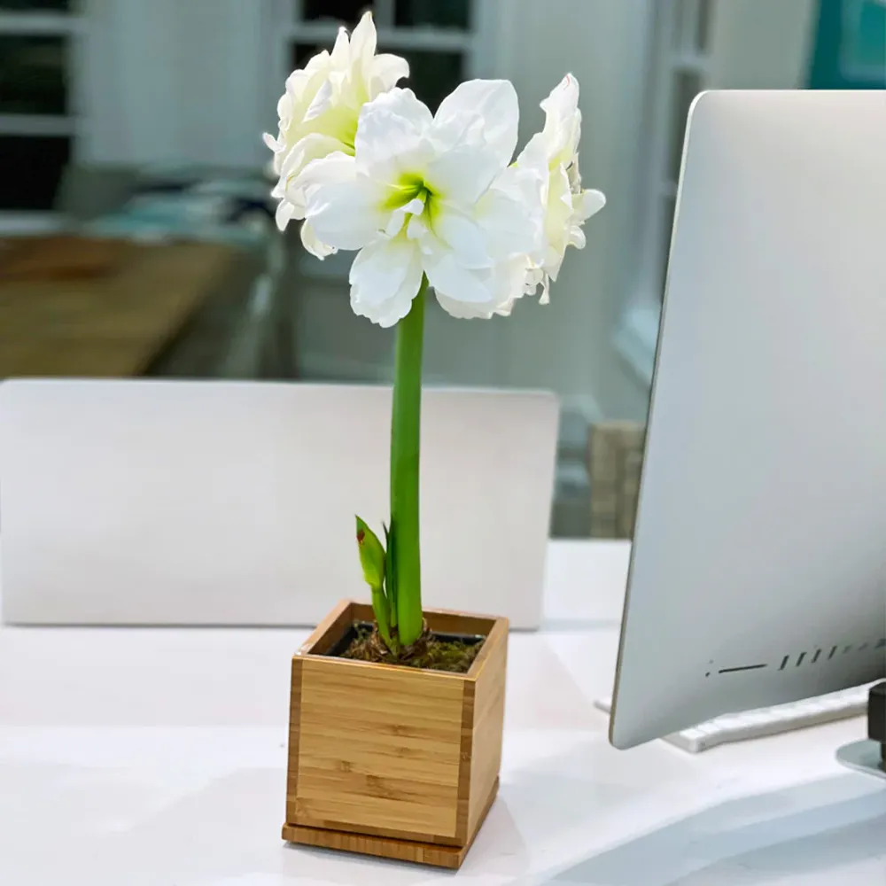 White Amaryllis Bulb Pre-Planted in Sustainable Bamboo Planter 1
