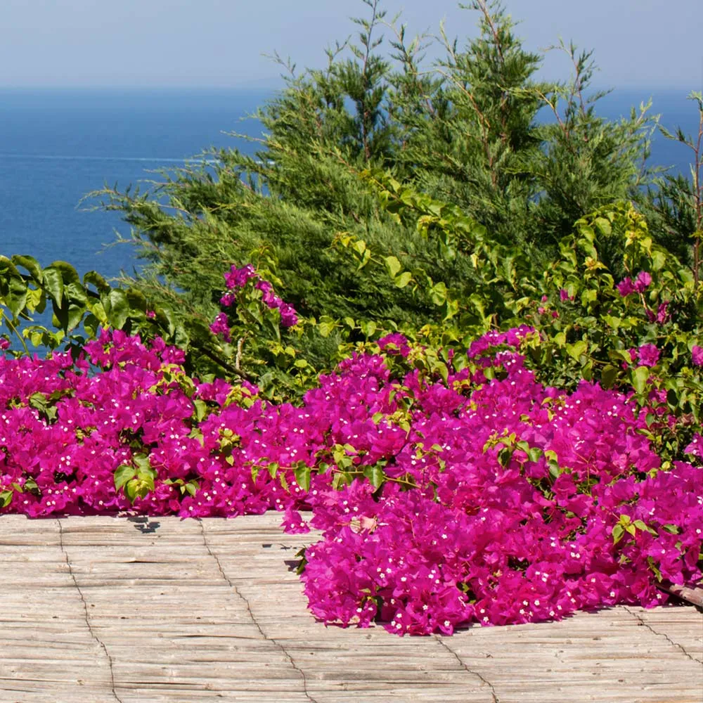 Pink Pixie Bougainvillea Dwarf Compact Flowering Shrub
