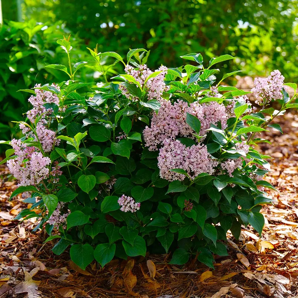 Baby Kim® Lilac Shrub - Compact Reblooming Flowering Bush 1
