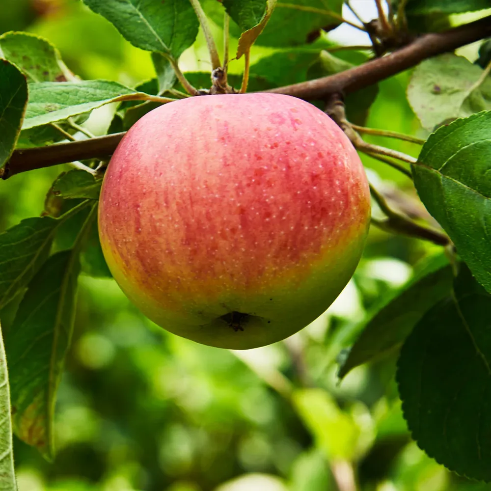 Triumph Apple Tree - Deciduous Fruit-Bearing Tree for Home Gardens