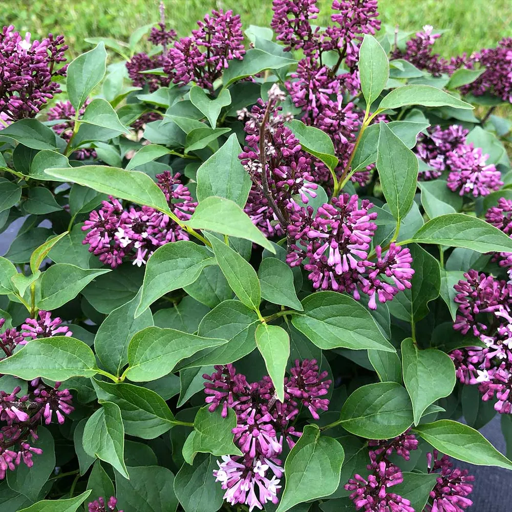 Baby Kim® Lilac Shrub - Compact Reblooming Flowering Bush 2