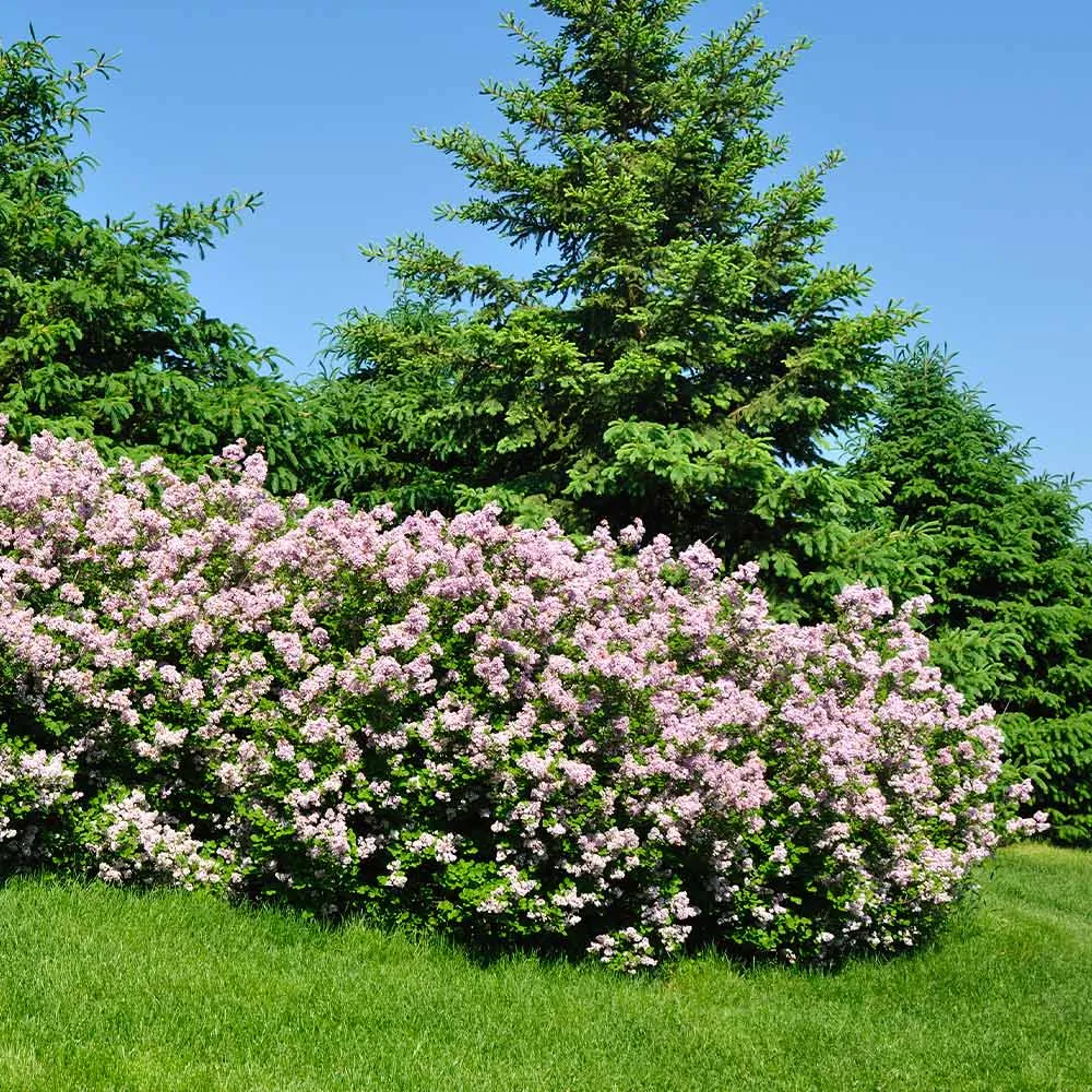 Miss Kim Lilac Shrub - Compact Fragrant Flowering Deciduous Bush