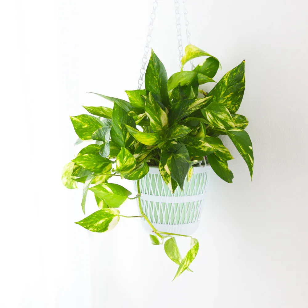 Golden Pothos (Epipremnum Aureum) - Trailing Indoor Houseplant 1