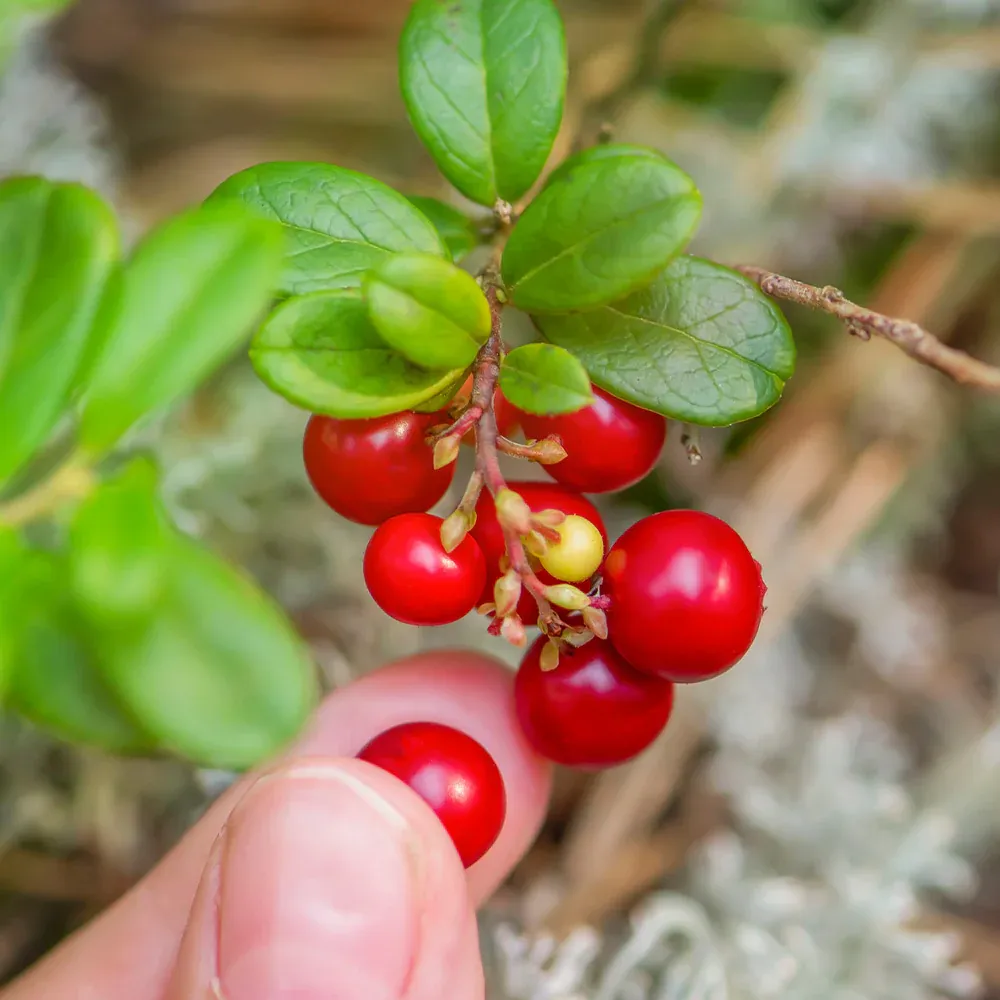Stevens Cranberry Bush - Vaccinium macrocarpon Fruit-Bearing Shrub 1