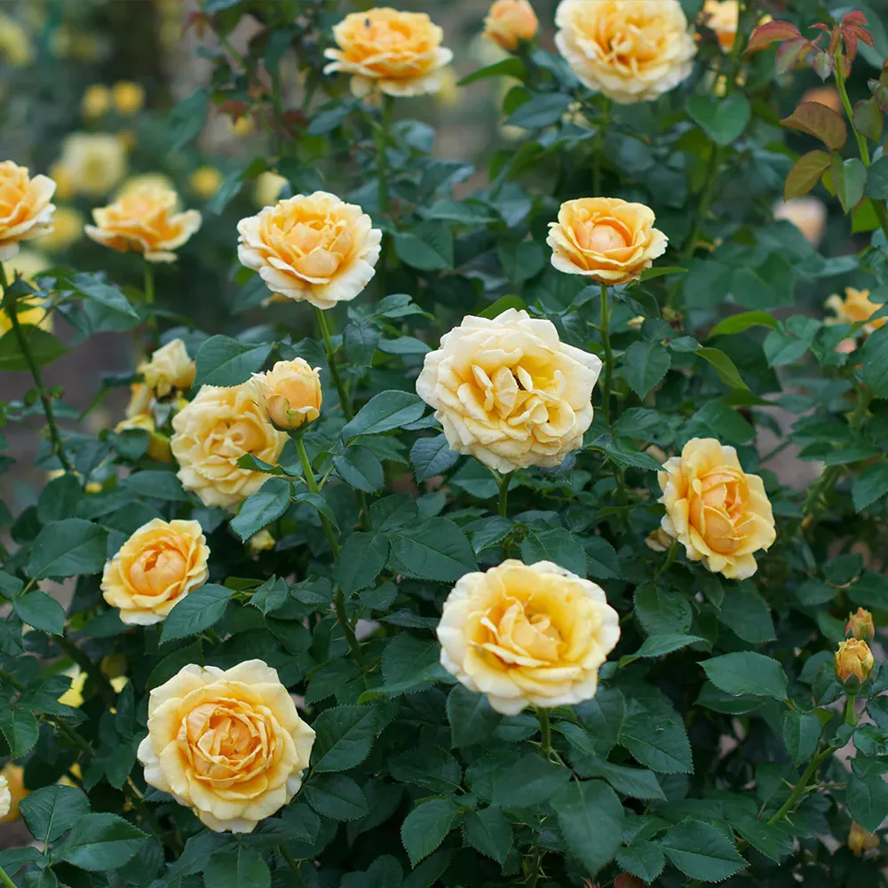 St. Tropez Rose Floral Fragrance 1