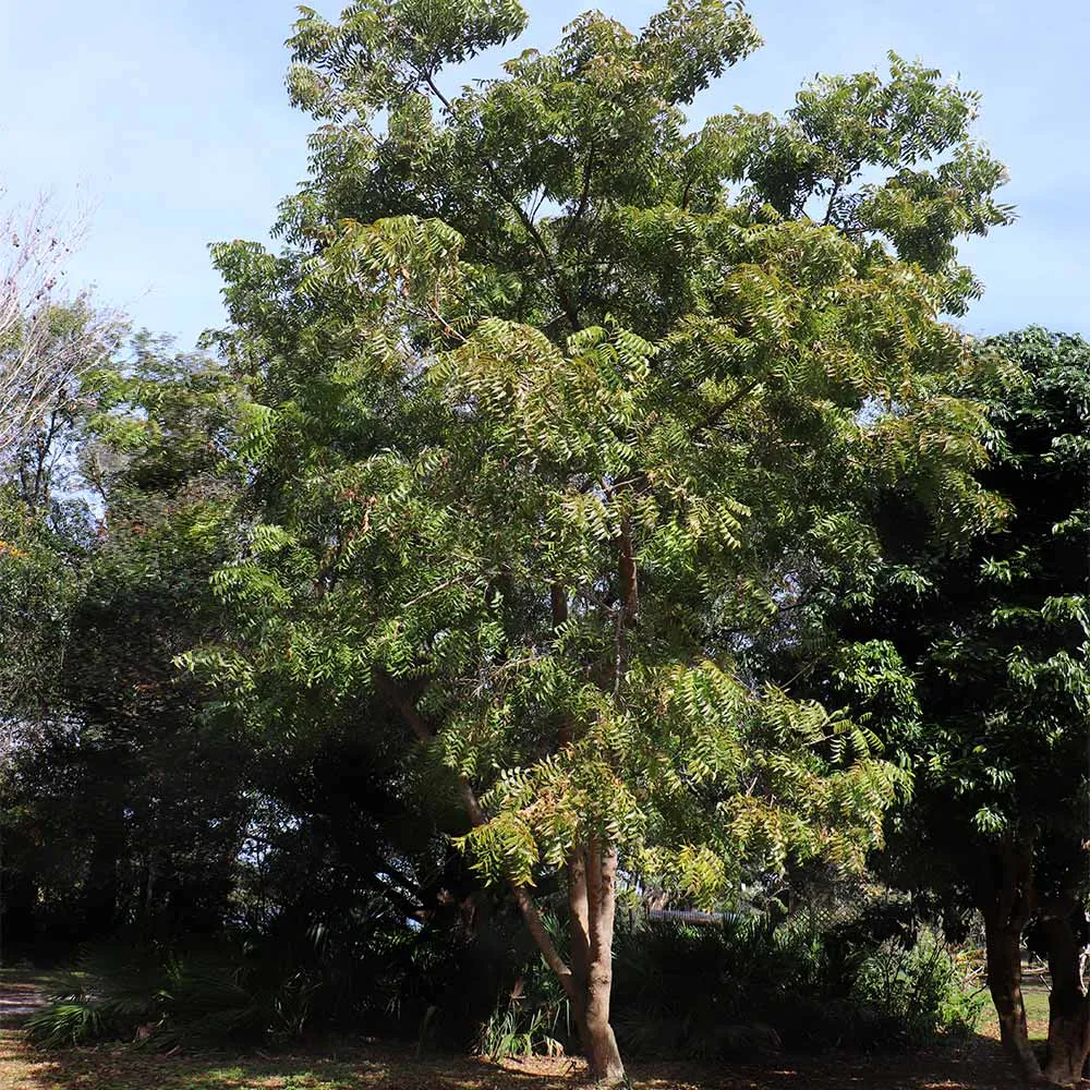 Neem Tree (Azadirachta indica) Live Botanical Specimen 1