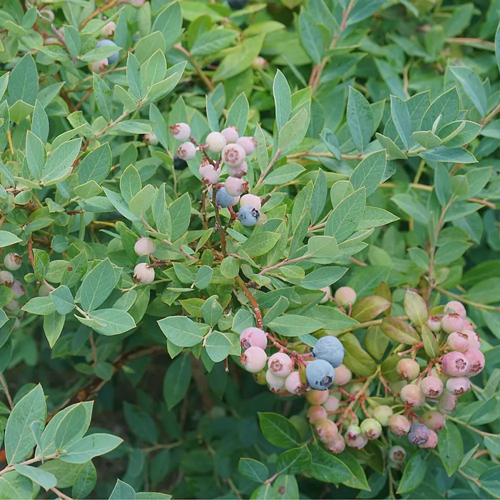Proven Winners® Splendid!® Blue Highbush Blueberry Shrub - Vaccinium corymbosum 3