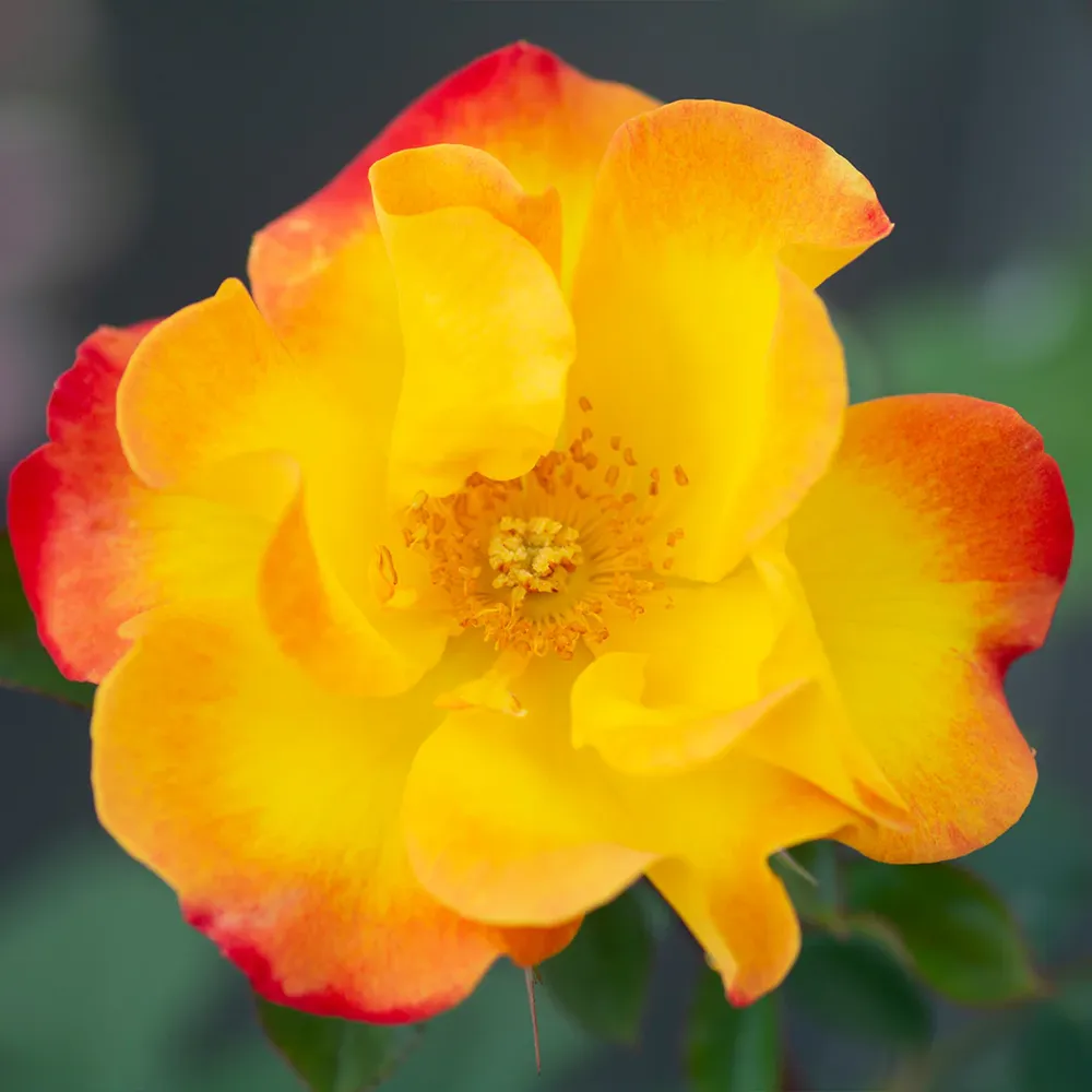 Sunset Horizon Rose - Hardy Multi-Color Shrub Rose for Garden Landscapes 2