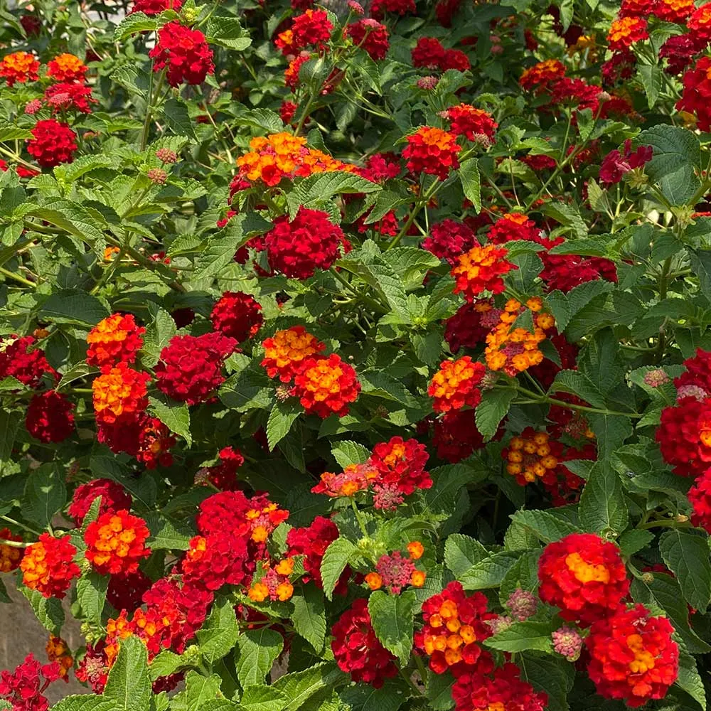 Shazam Lantana Decorative Floral Accent Piece