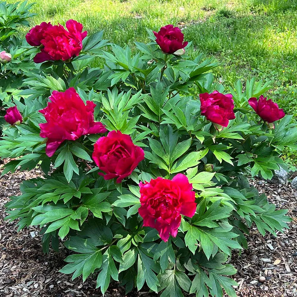 Candy Apple Itoh Peony Bush - Intersectional Hybrid Perennial