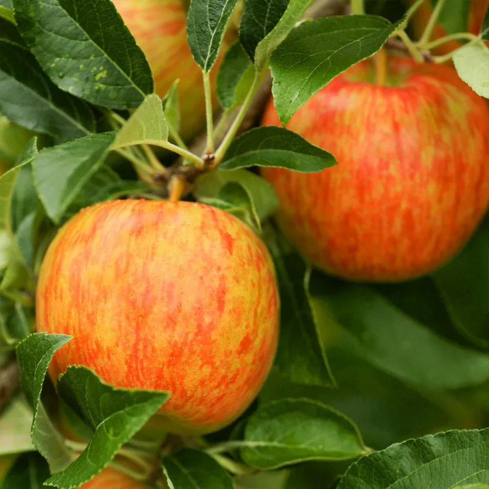 Honeycrisp Apple Tree - Vigorous Fruit-Bearing Sapling for Home Gardens 1