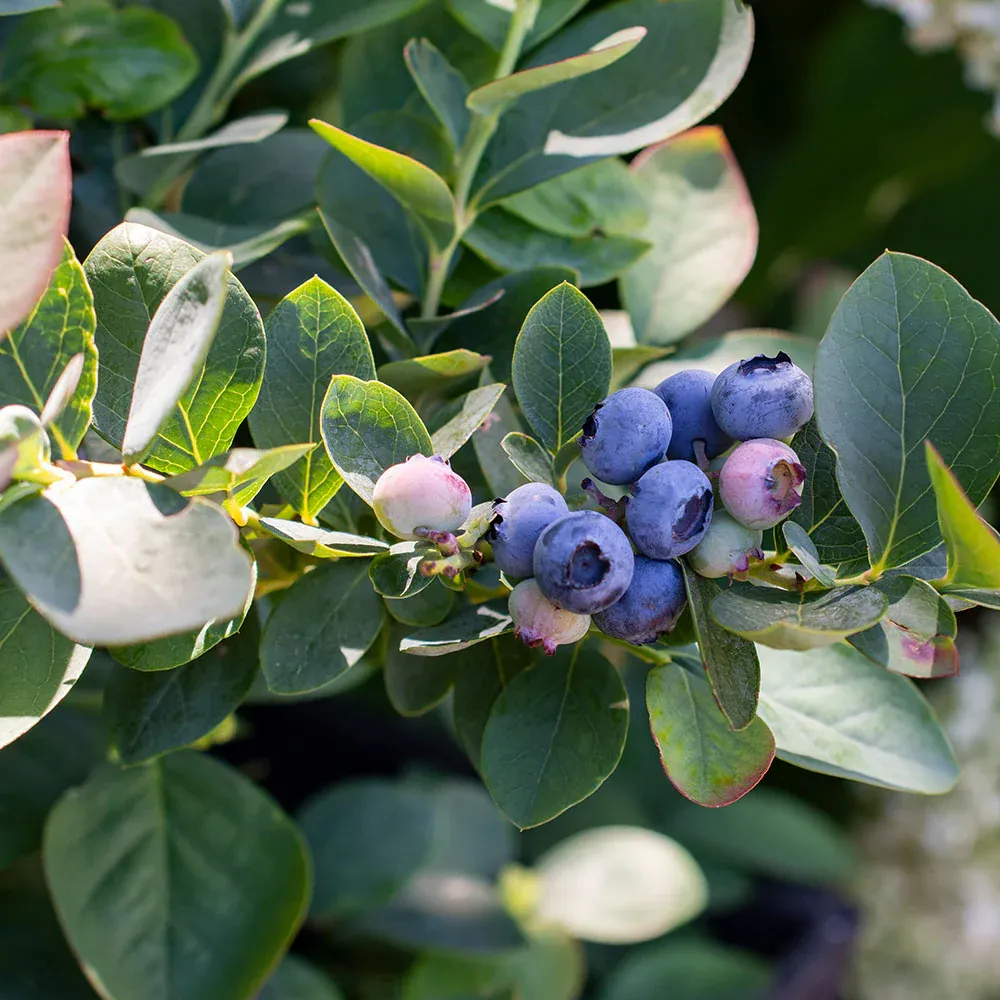 Silver Dollar Blueberry Plant - Dwarf Fruit-Bearing Shrub for Patios 3