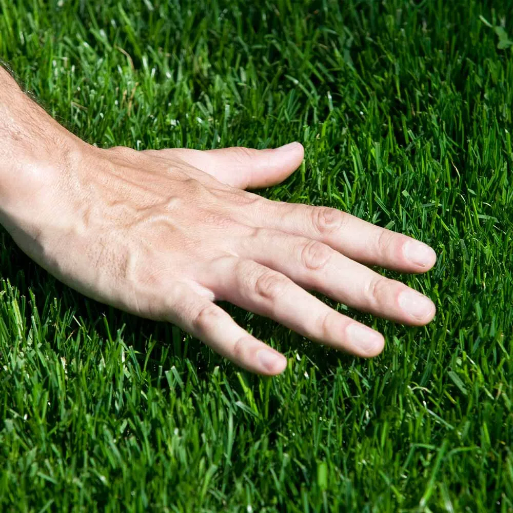 Tall Fescue Grass Seed for Durable and Drought-Tolerant Lawns 2