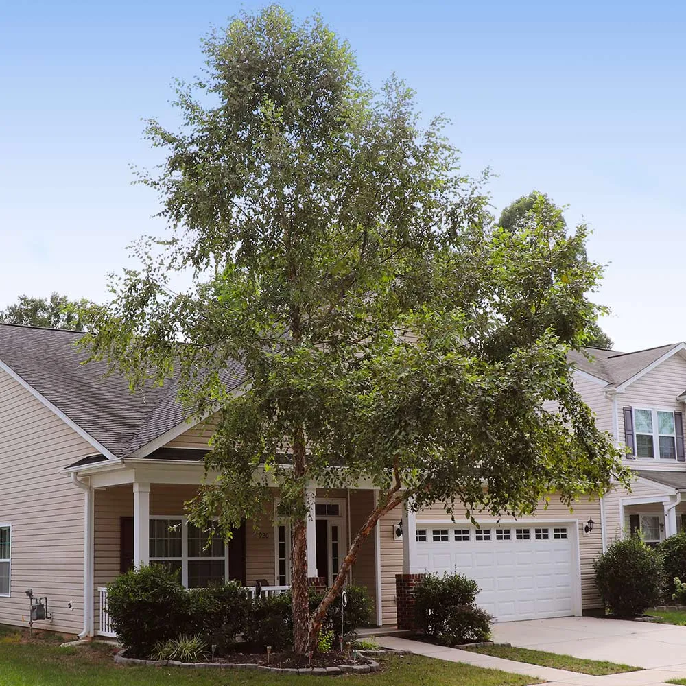 Heritage River Birch (Betula nigra) 2