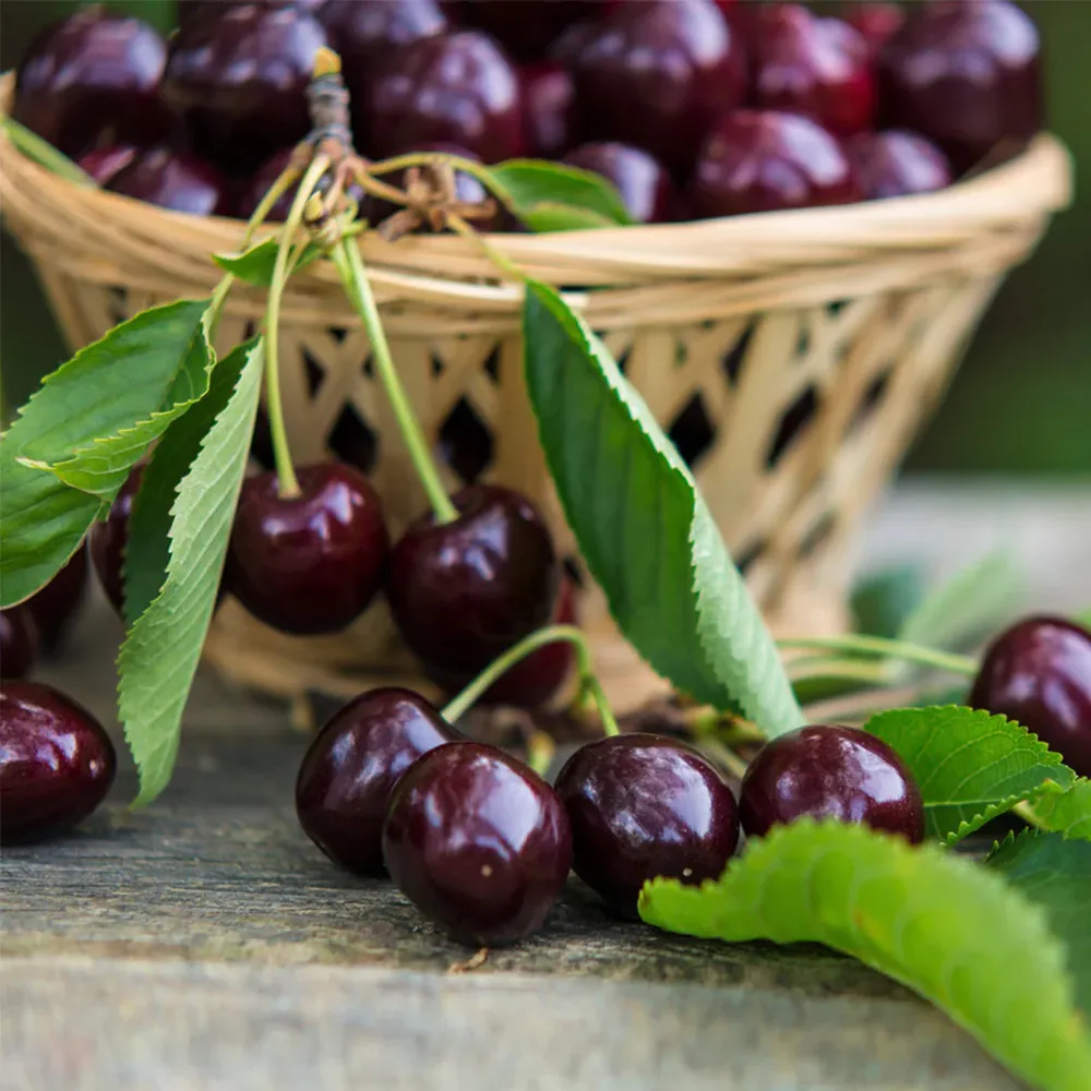 Bing Cherry Tree - Sweet Fruit-Bearing Deciduous Tree