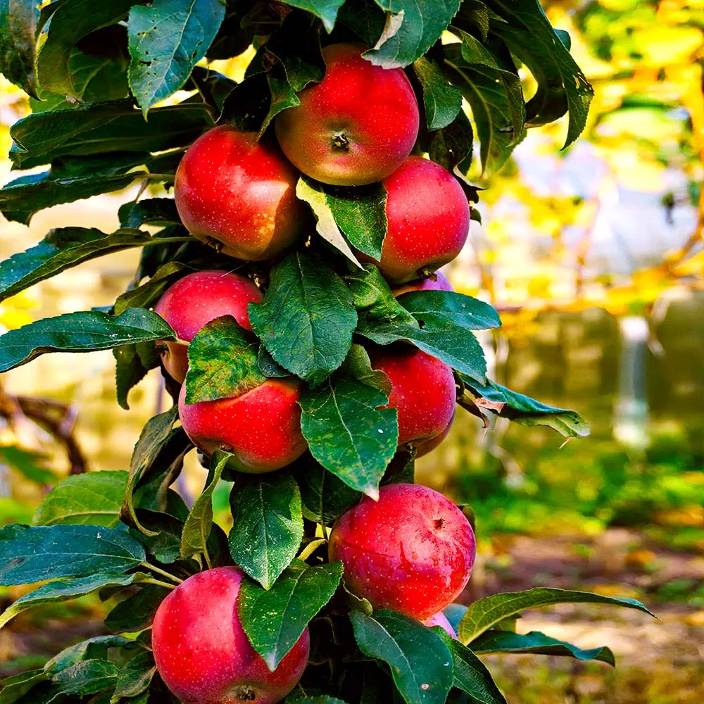 North Pole Columnar Apple Tree - Compact Vertical Fruit Tree for Small Spaces 1