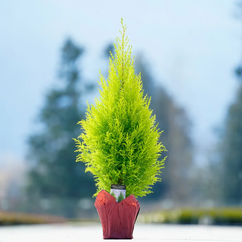 Tabletop Dwarf Lemon Cypress Potted Miniature Evergreen Tree 1